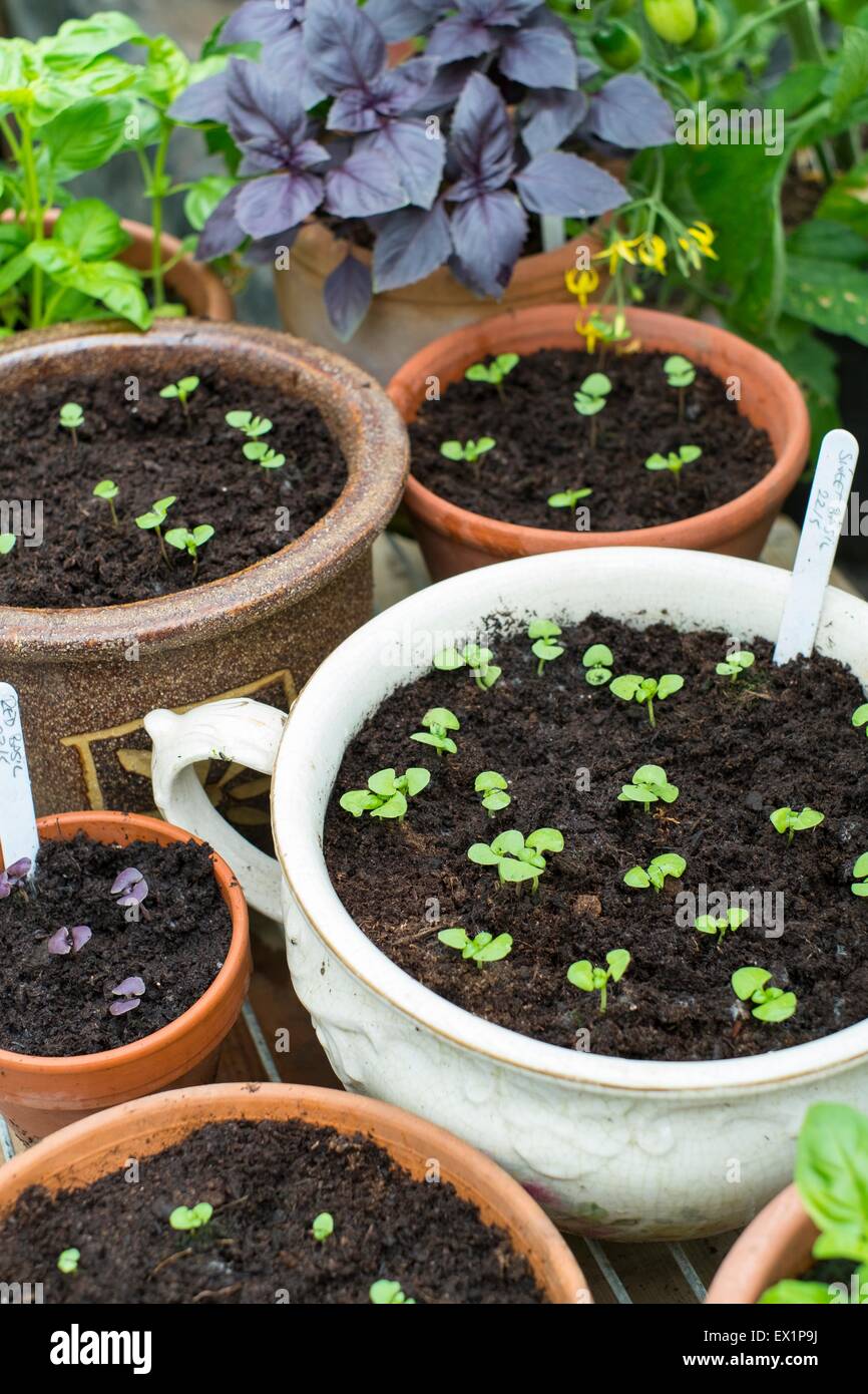 Greenhouse potting bench with basil seedlings and pots of red and sweet ...