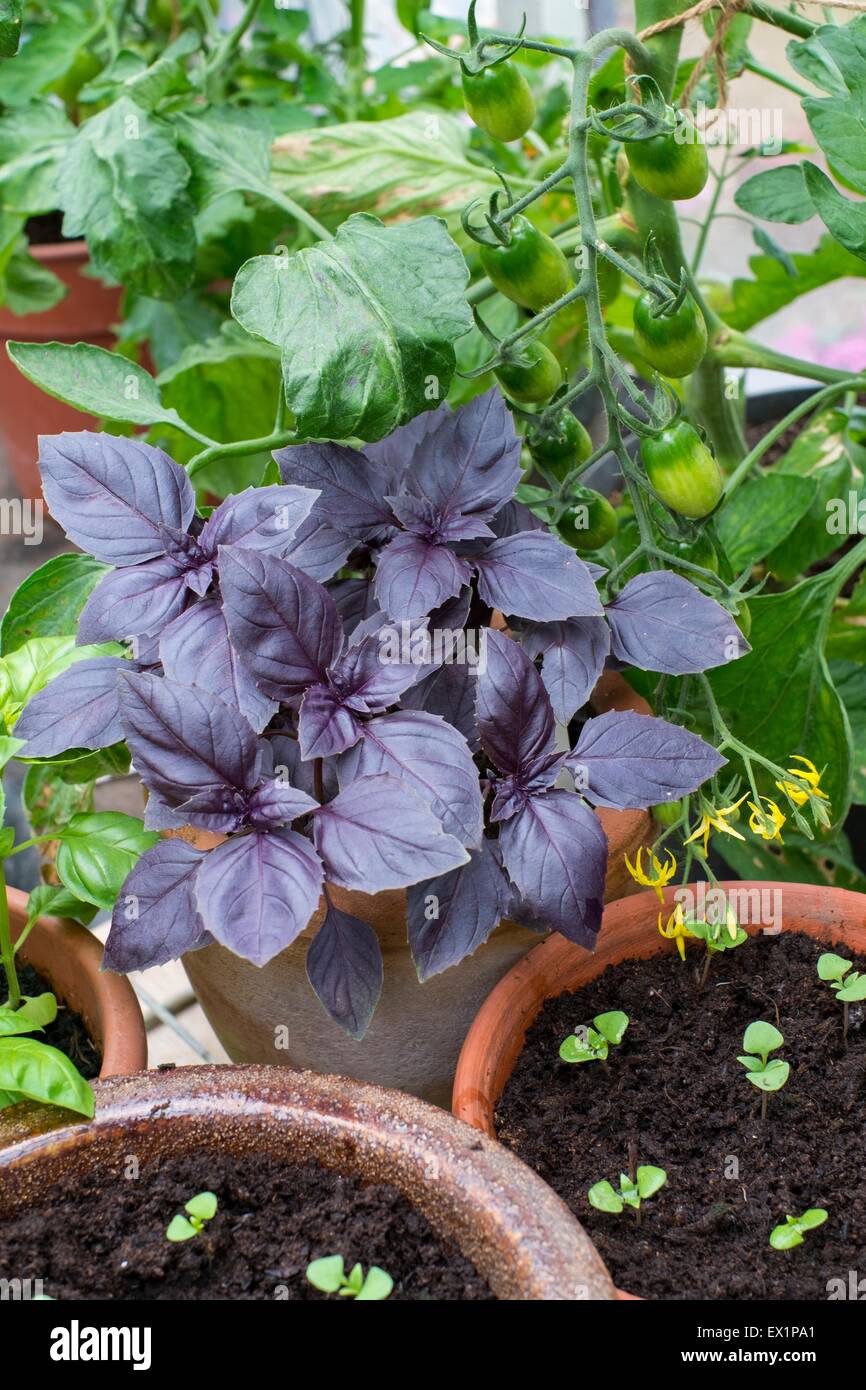 Greenhouse potting bench with basil seedlings and pots of red and sweet ...