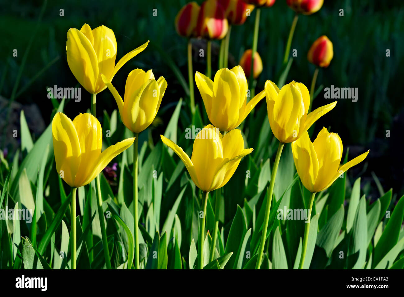 Yellow Tulips closeup in the bright sun Stock Photo - Alamy