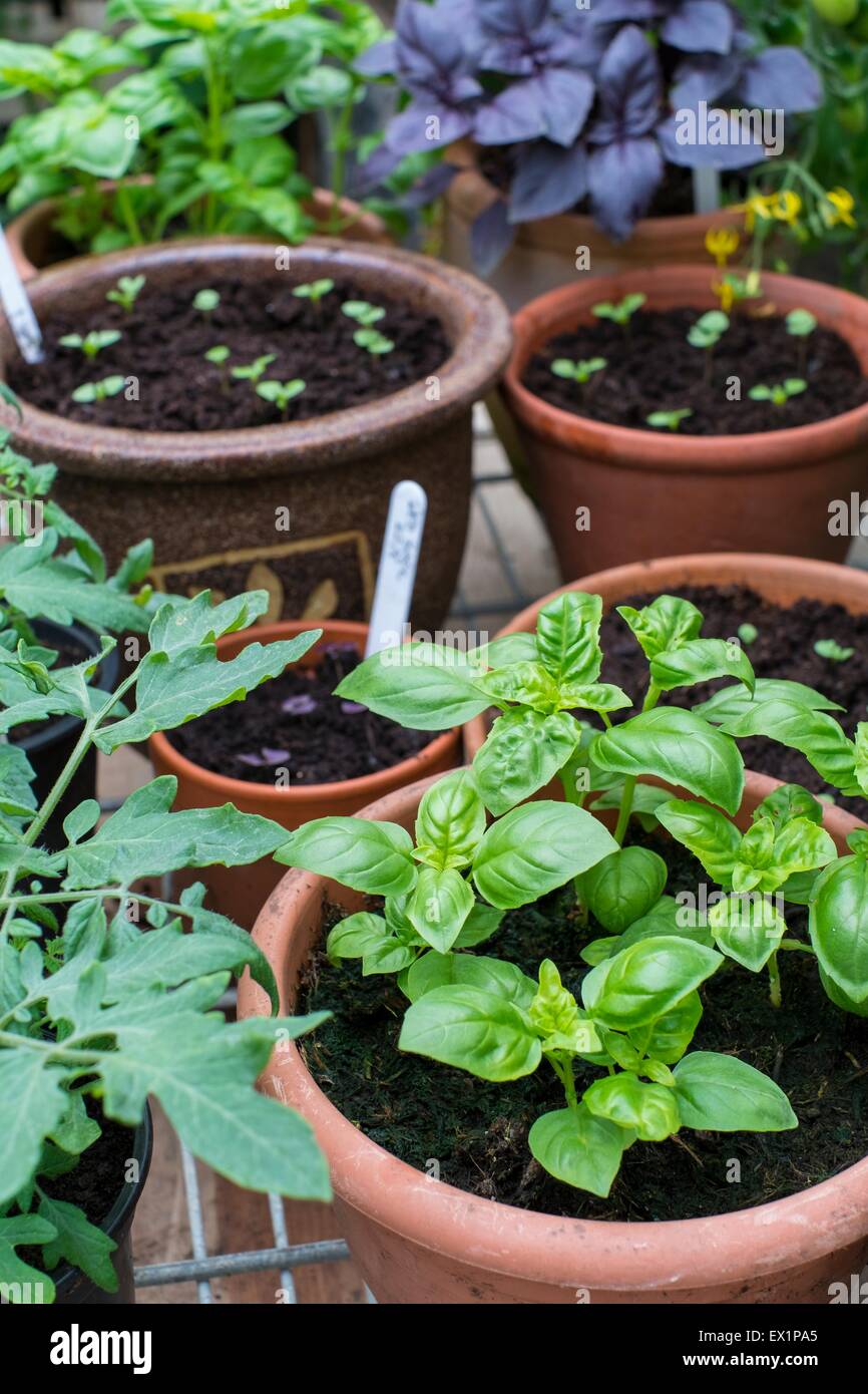Greenhouse potting bench with basil seedlings and pots of red and sweet ...
