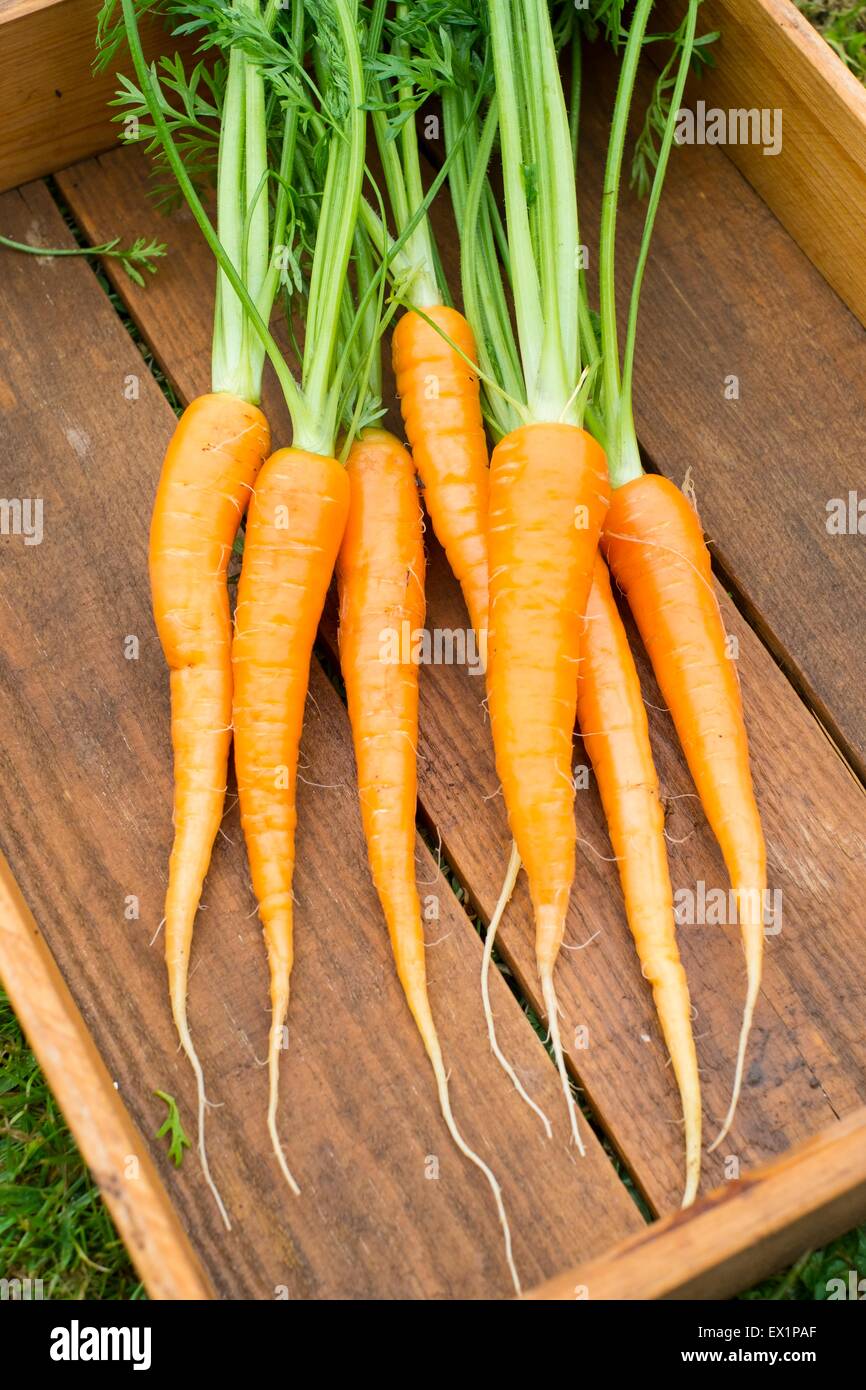 Wooden tray with freshly pulled and washed garden carrots- Daucus carota, 'flyaway' Stock Photo