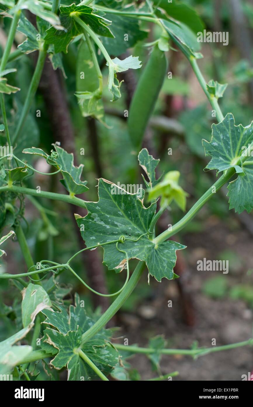 Damaged to garden pea vine by pigeons Stock Photo