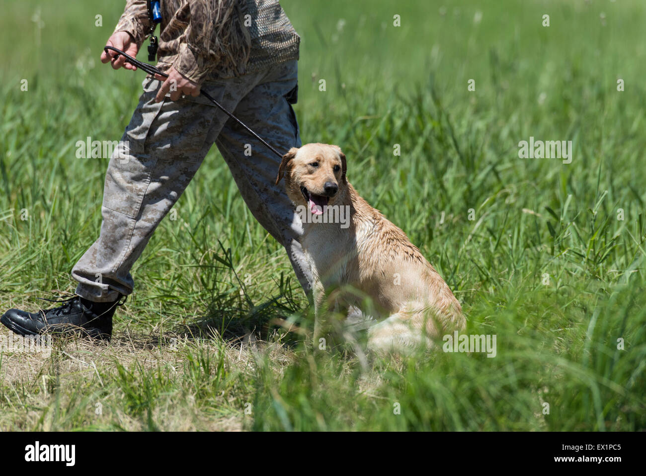 Labrador Retriever at a Field Trial Stock Photo Alamy