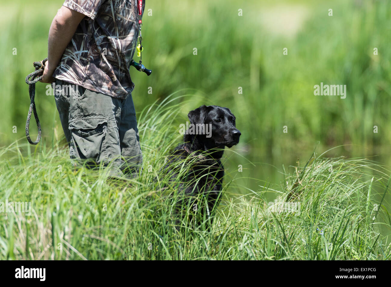 Labrador Retriever at a Field Trial Stock Photo Alamy