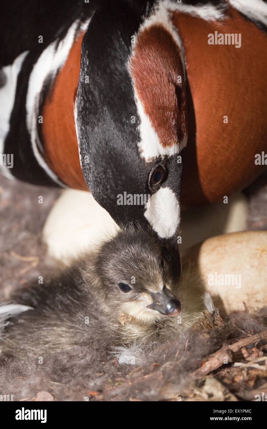 Red-breasted Goose (Branta ruficollis). Female on nest, 'nuzzling' first in the clutch to hatch gosling. Stock Photo