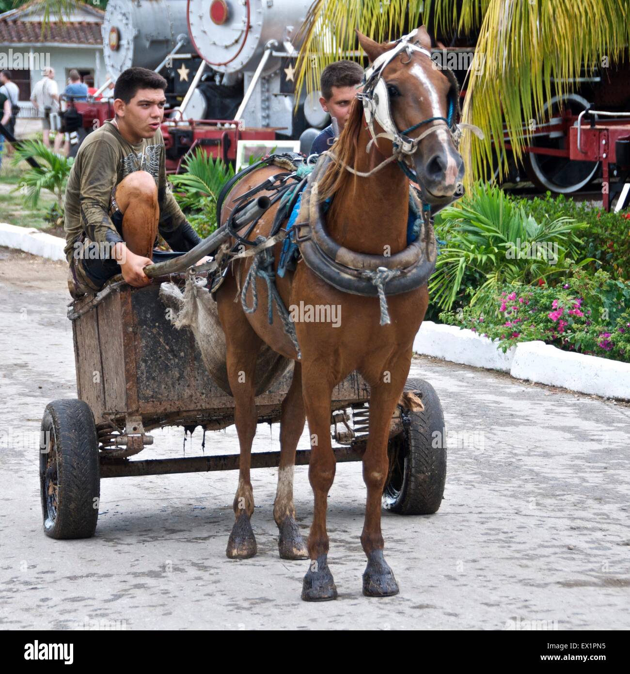 After a molasses spill from a steam train in Cuba, horses and carts are