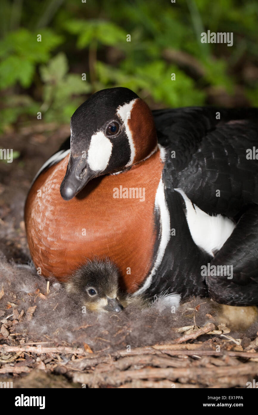 Red-breasted Goose (Branta ruficollis). Female on nest, with first in the clutch to hatch gosling. Stock Photo
