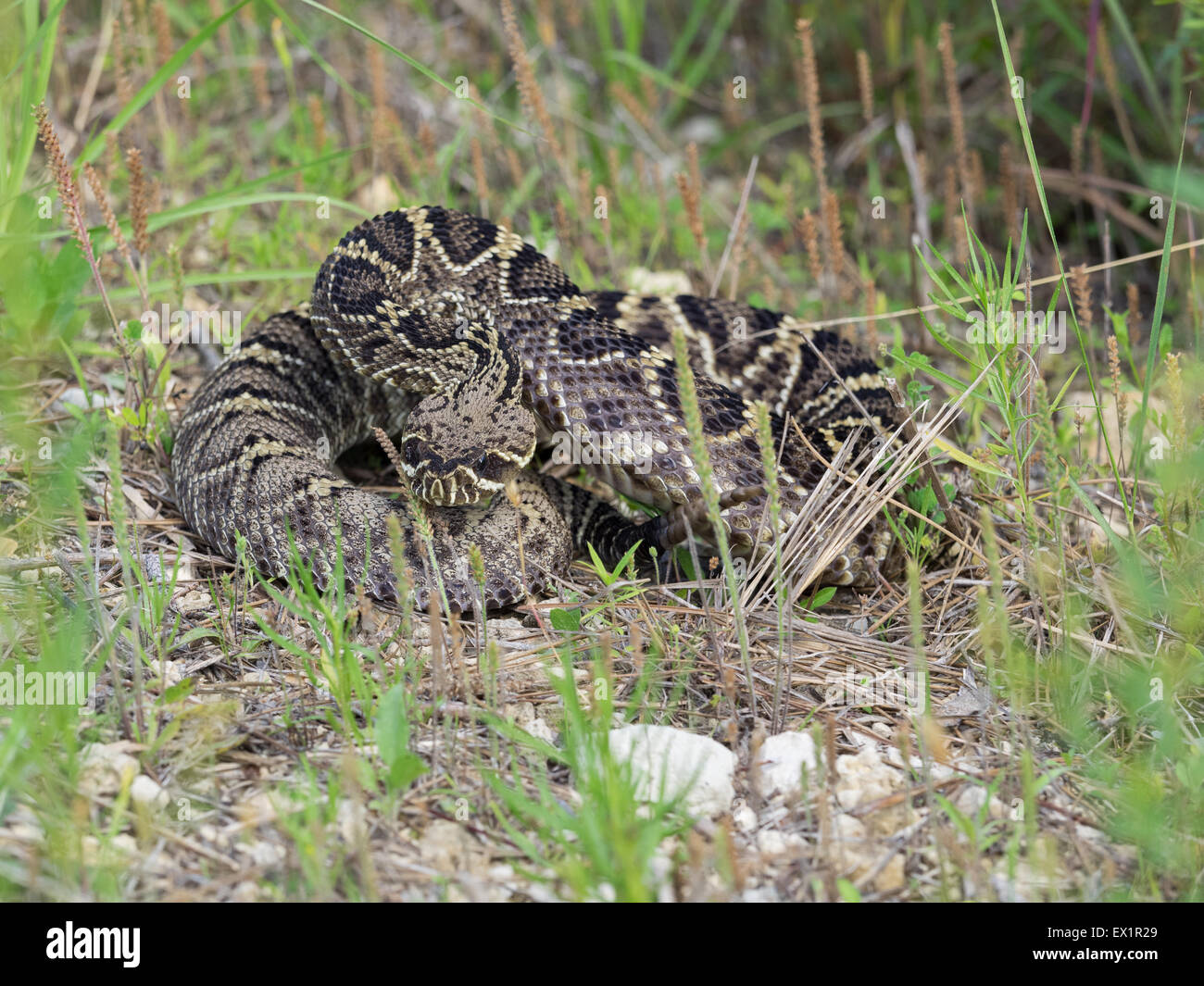 Eastern Diamondback Rattlesnake in Florida Stock Photo Alamy