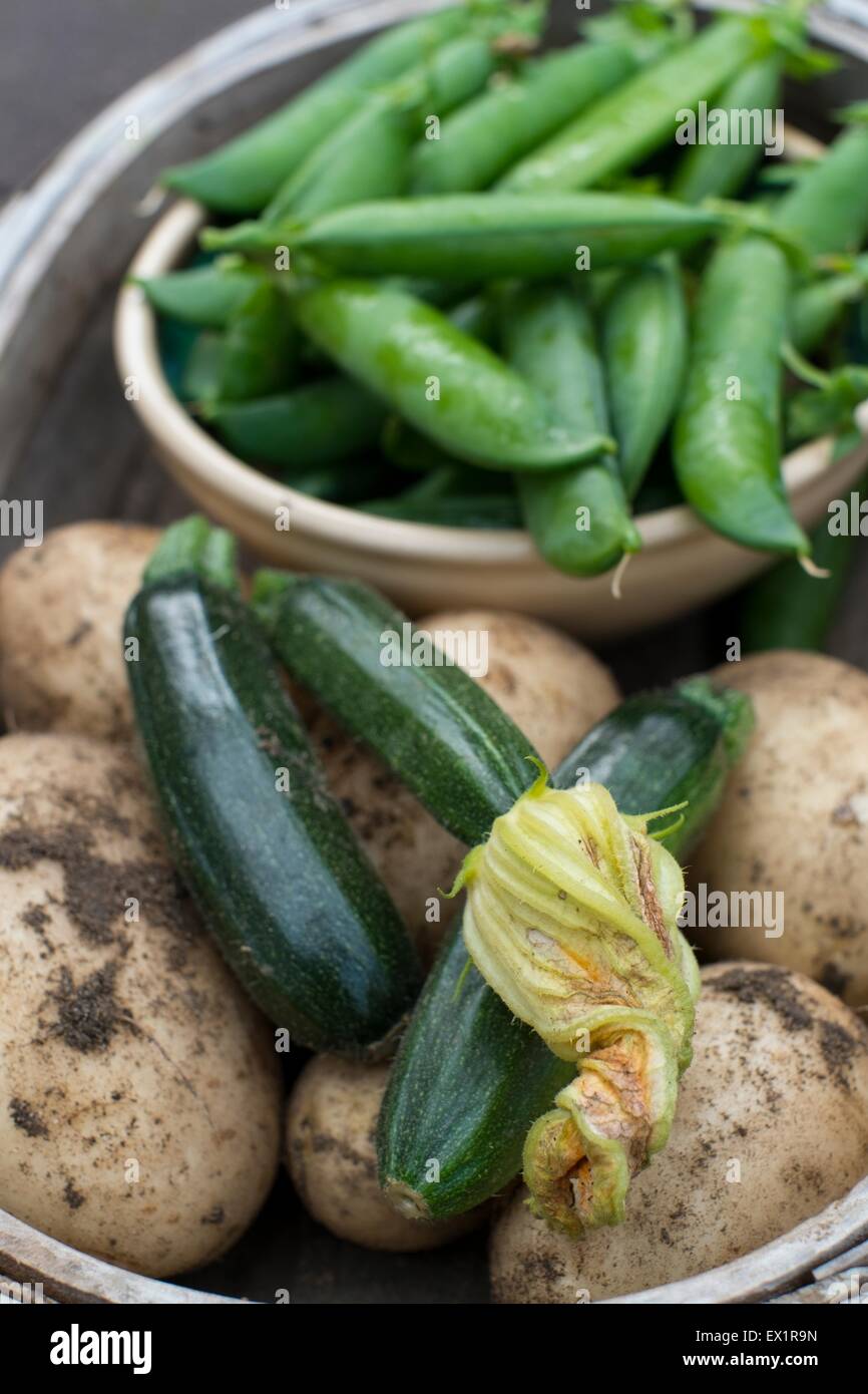 Collection of home grown early summer crops - early potatoes, courgettes and garden peas. Stock Photo