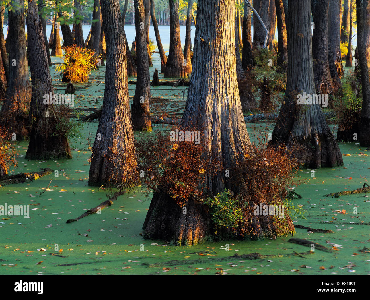 Bald Cypress Trees, Horseshoe Lake State Park, Illinois, U.S.A Stock