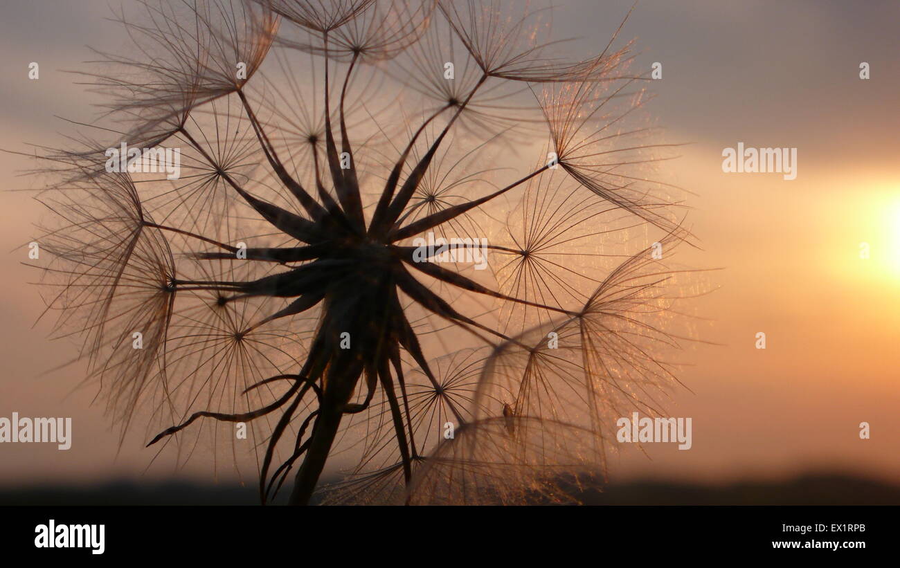 Meadow Goatsbeard (Tragopogon pratensis L.) or Jack go to bed at noon. Clock at sunset Stock Photo