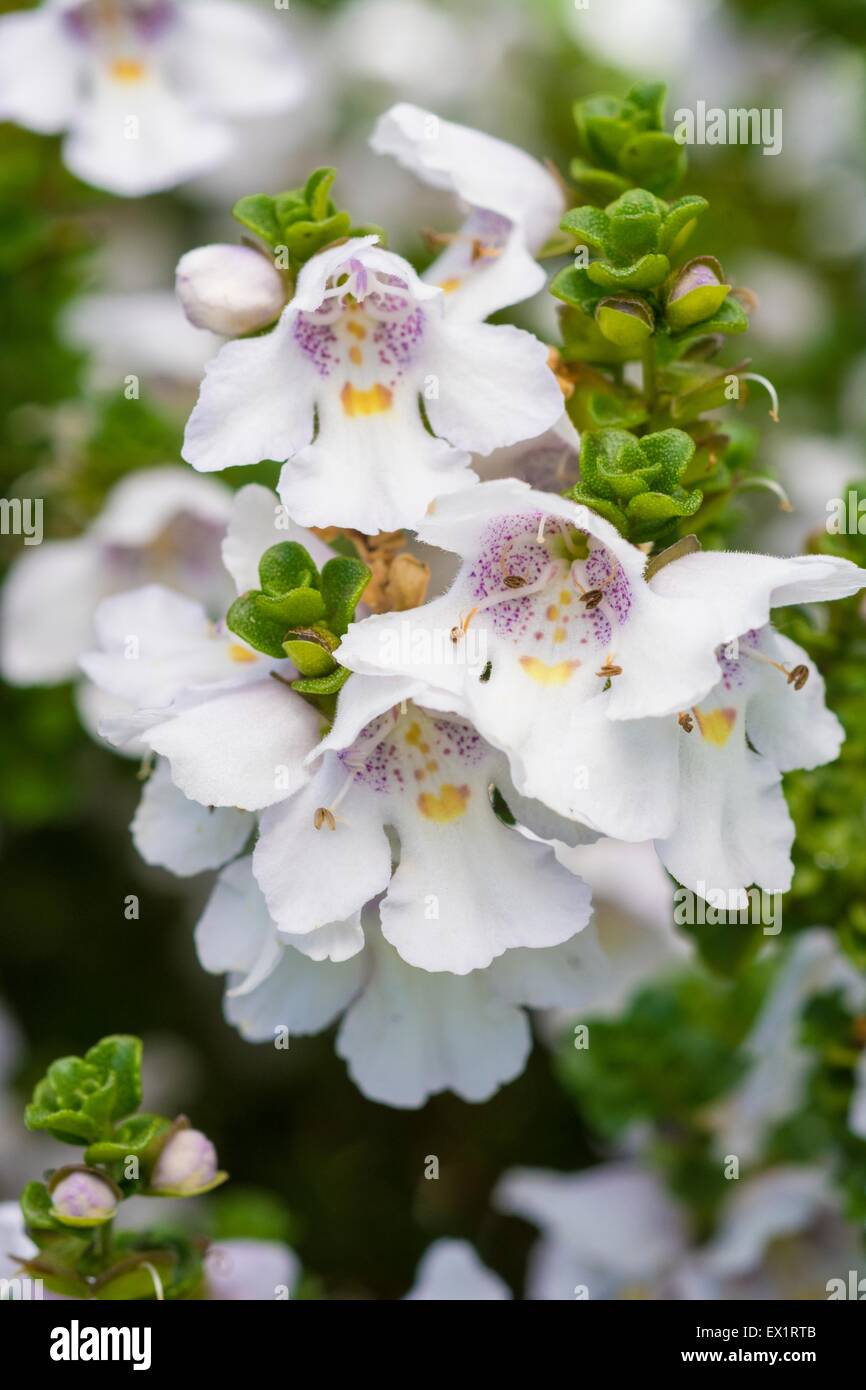 Prostanthera cuneata alpine mint bush Stock Photo Alamy