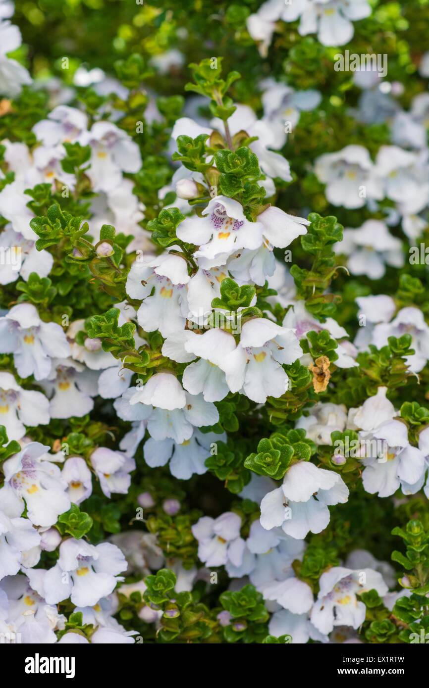 Prostanthera cuneata alpine mint bush Stock Photo Alamy