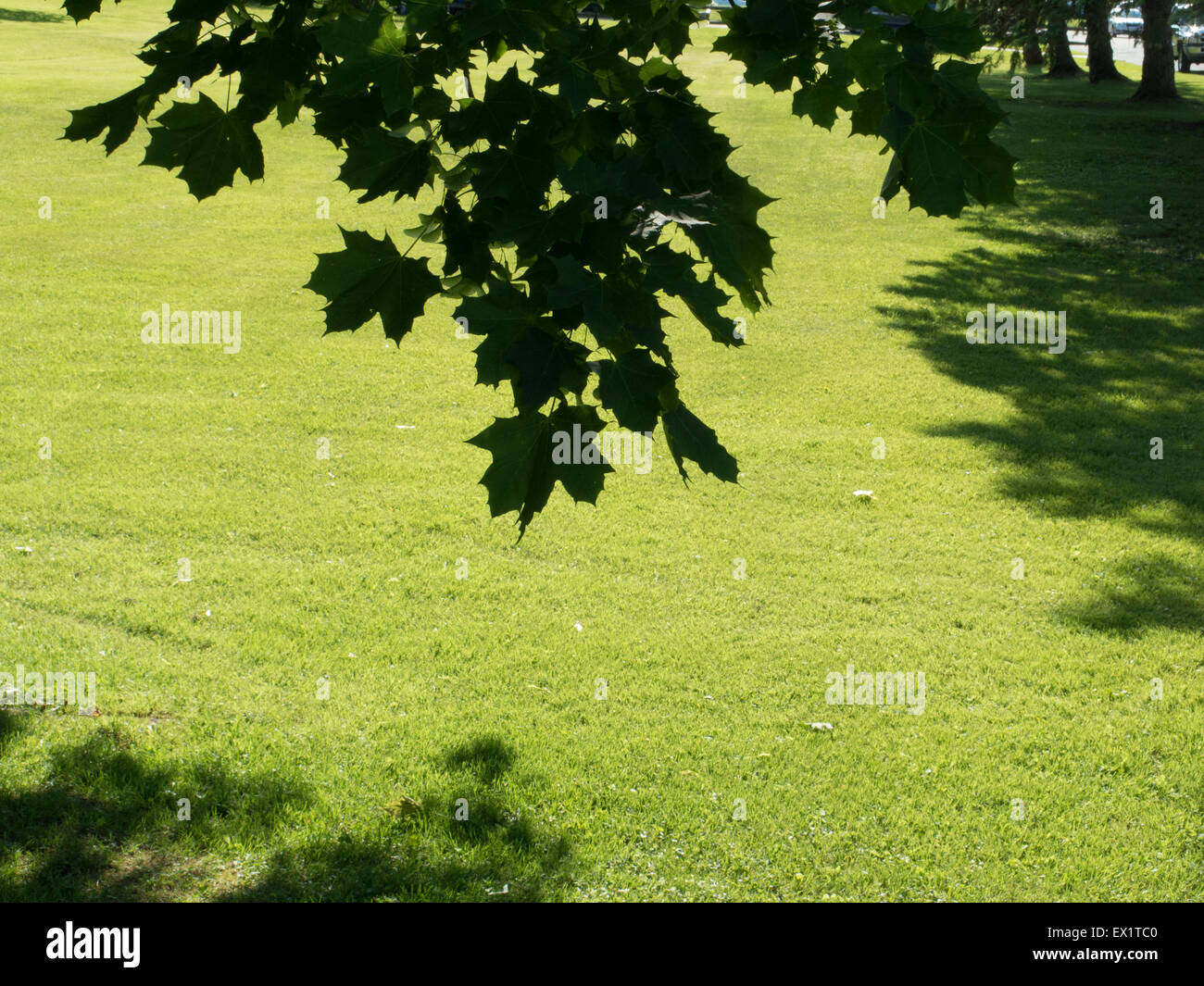 Leaf patterned shadows on a suburban lawn. Stock Photo