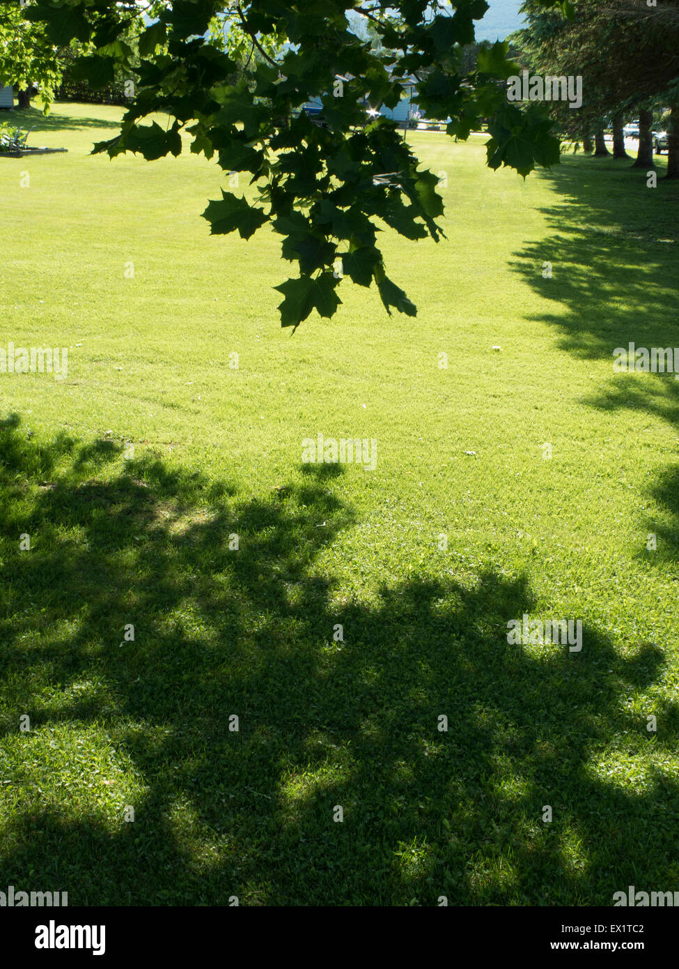 Leaf patterned shadows on a suburban lawn. Stock Photo