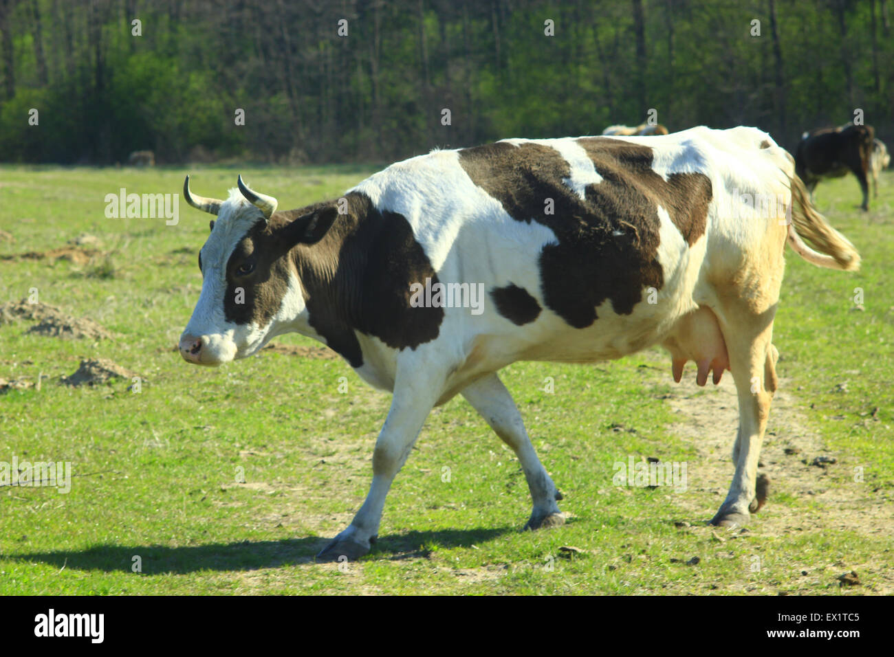 cows grazing on the green pasture in the spring Stock Photo - Alamy