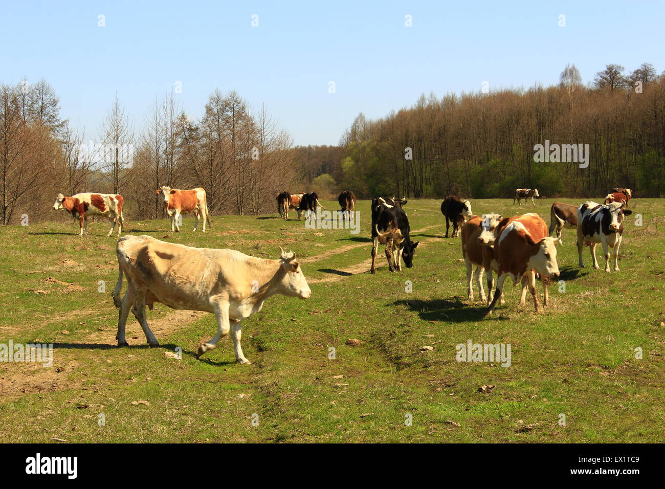 cows grazing on the green pasture in the spring Stock Photo - Alamy