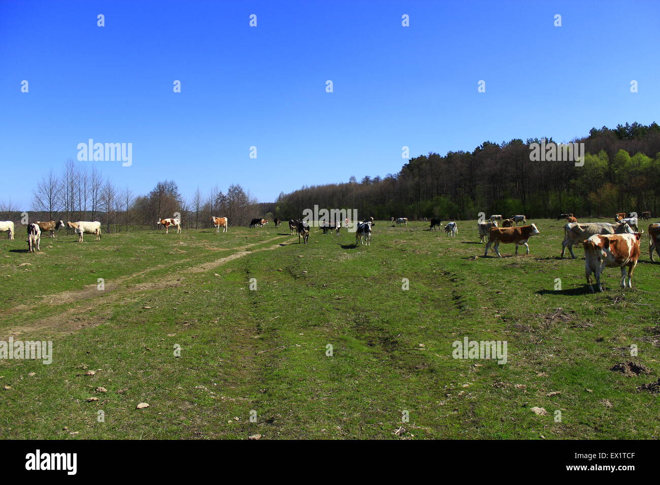 cows grazing on the green pasture in the spring Stock Photo - Alamy