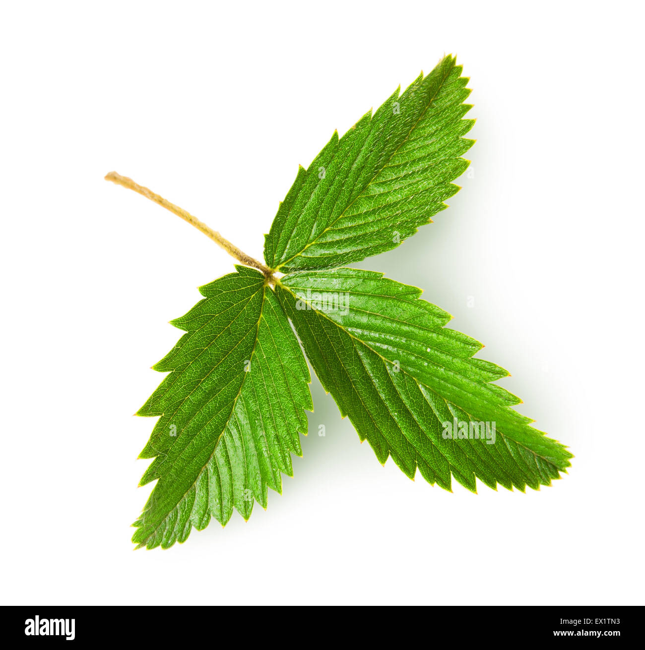 Wild strawberry leaf rotated isolated on white background Stock Photo