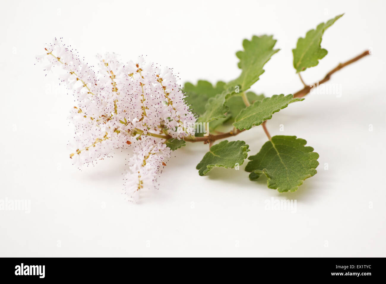 Close-up of Musk bush (Tetradenia riparia) blossoms on white background Stock Photo