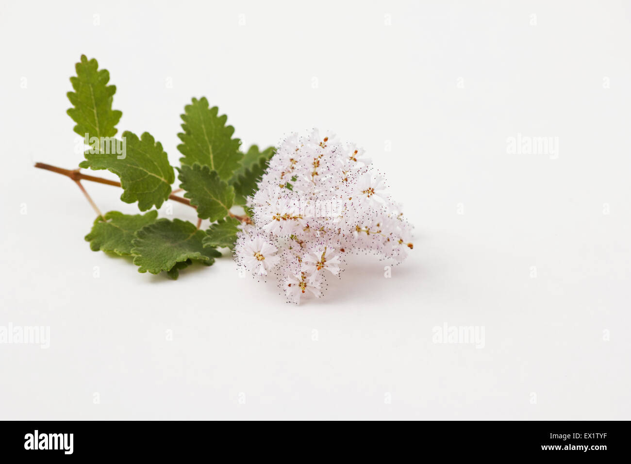 Close-up of Musk bush (Tetradenia riparia) blossoms on white background Stock Photo