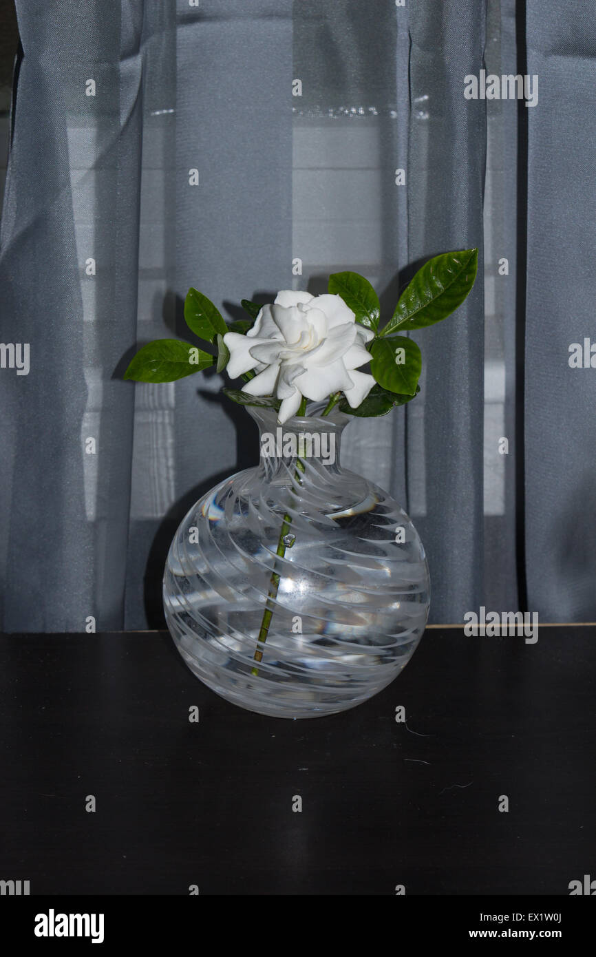 Gardenia flower, Gardenia jasminoides, in a vase blooms in spring Stock Photo Alamy