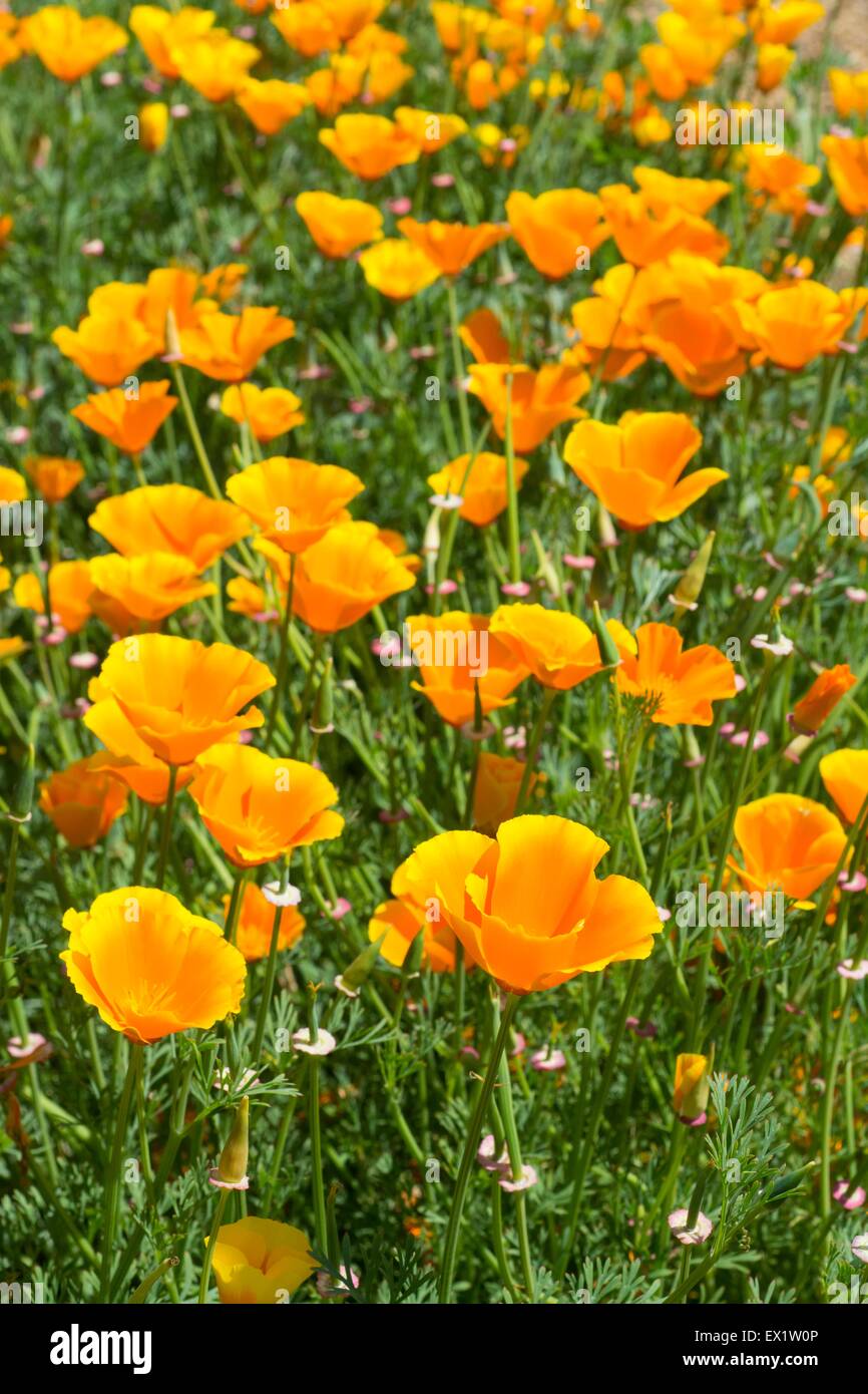 Papaver nudicaule - Arctic poppy, Iceland poppy, flowering in a summer garden Stock Photo