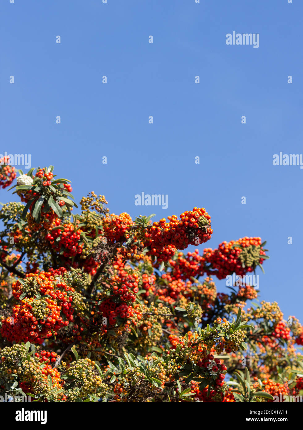 Pyracantha Firethorn berries and hedge bush against a clear blue sky Stock Photo