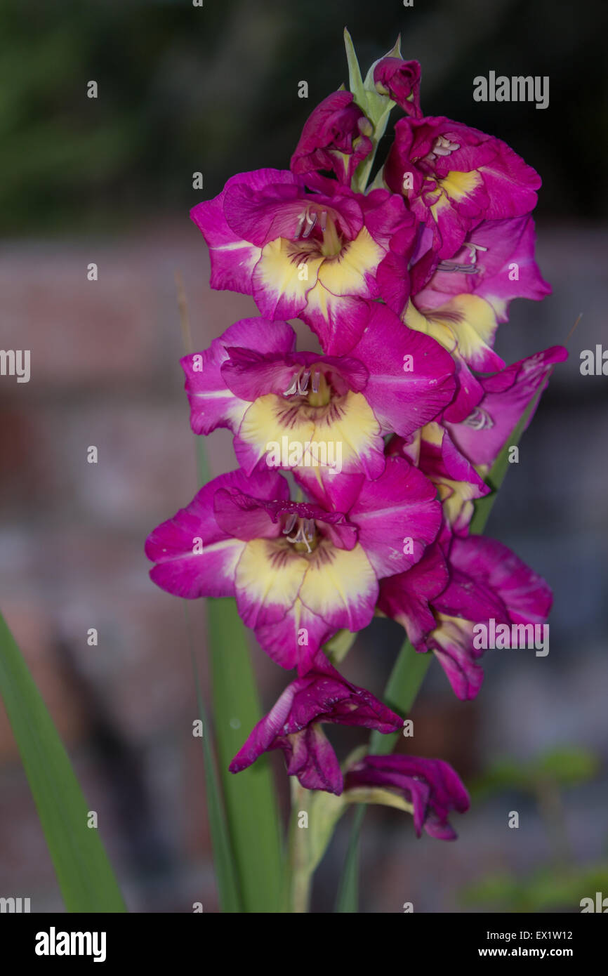 Red and white gladiolus hires stock photography and images Alamy