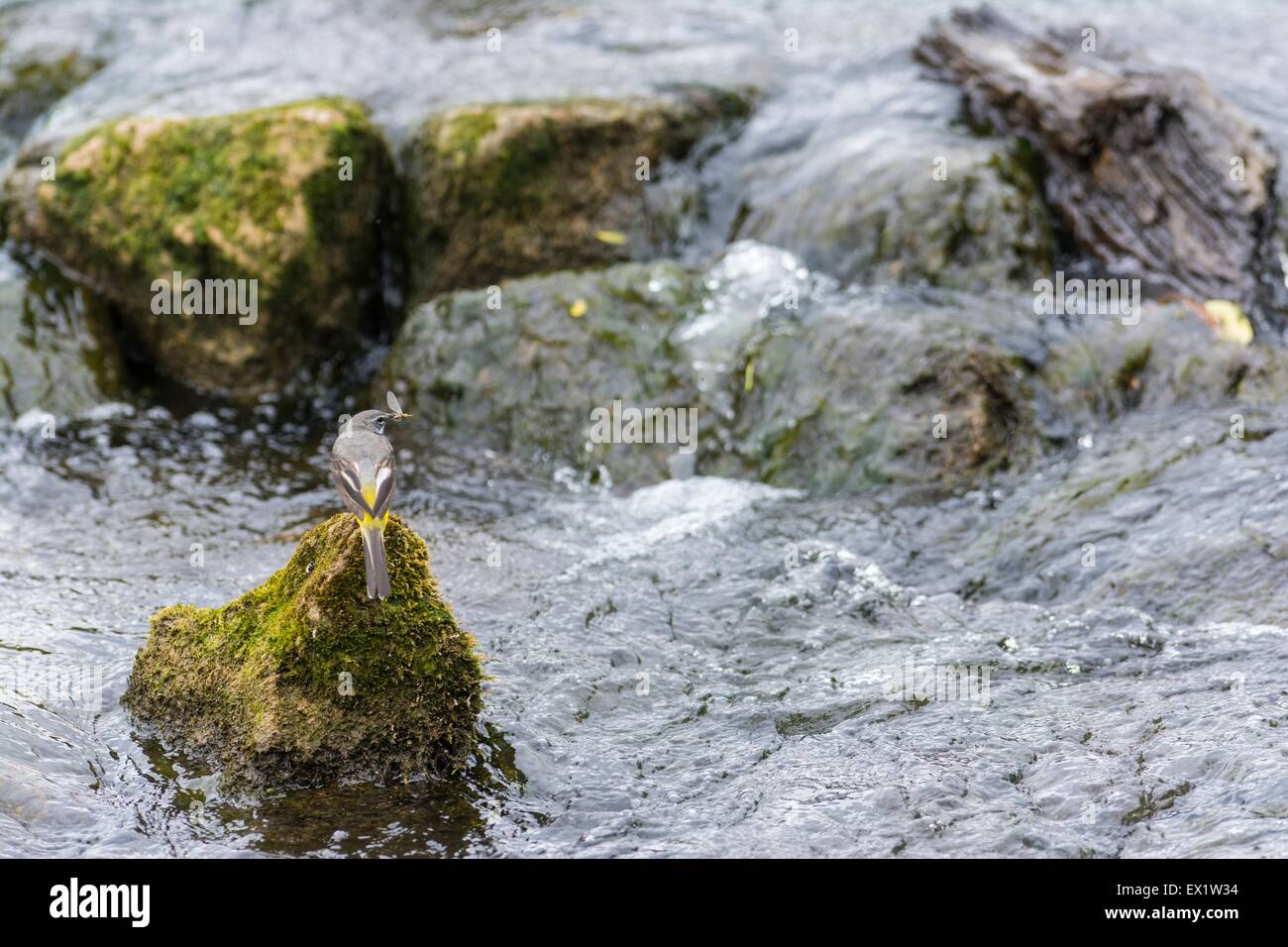 Grey Wagtail - Motacilla cinerea, adult male with mayfly prey, Derbyshire, England, June Stock Photo