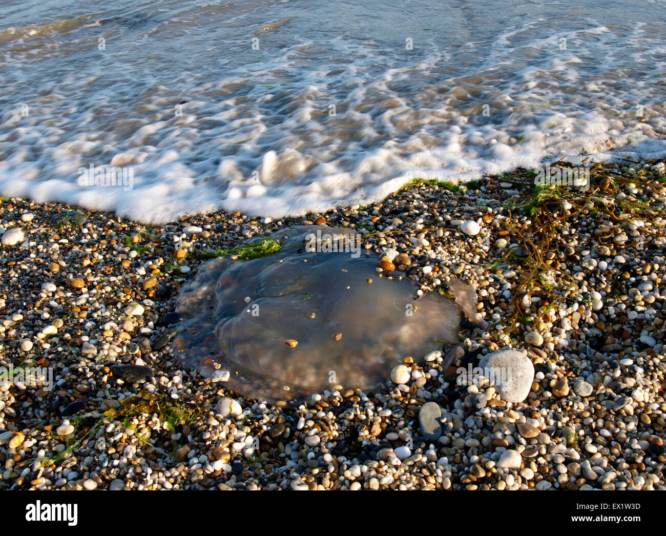 Jellyfish washed up on the beach, Marazion, Cornwall, UK Stock Photo
