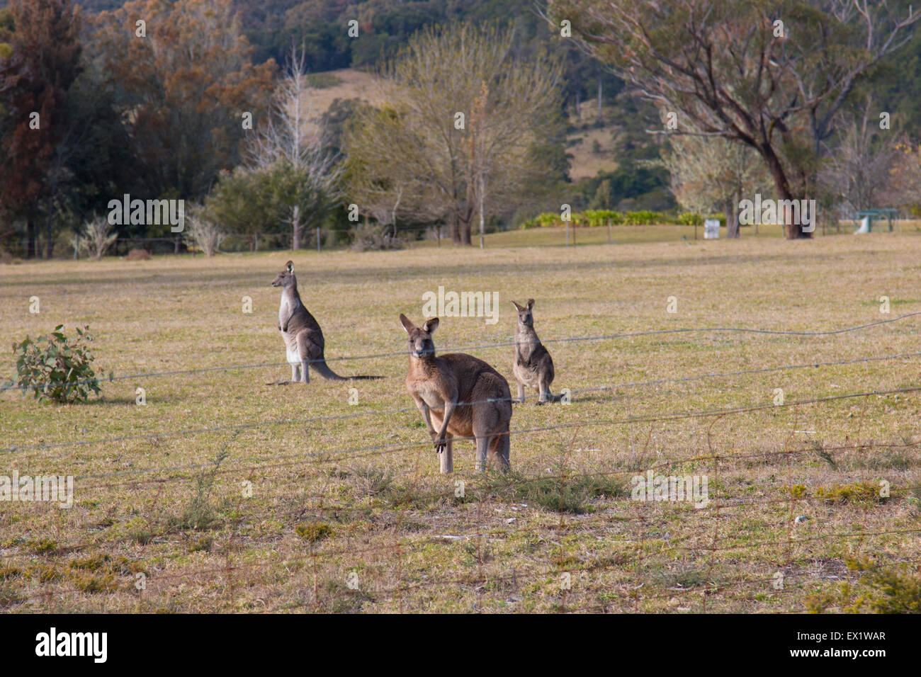 Kangaroos group hires stock photography and images Alamy