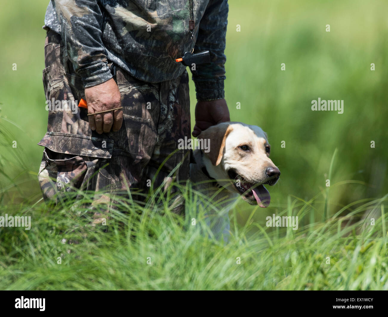 Labrador Retriever at a Field Trial Stock Photo Alamy