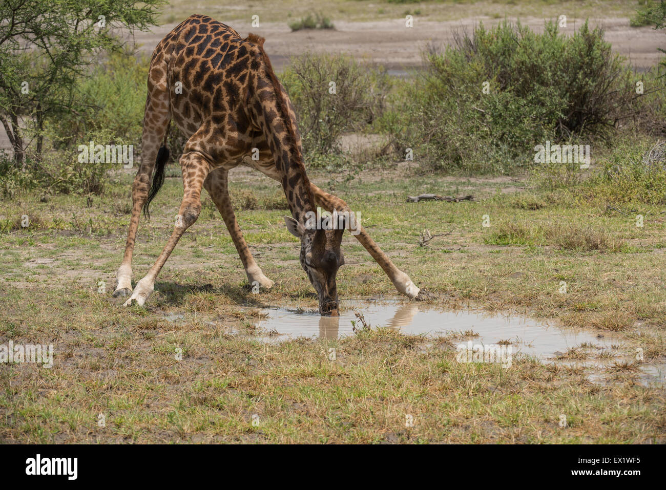 Masai giraffe drinking water, Tanzania. Stock Photo