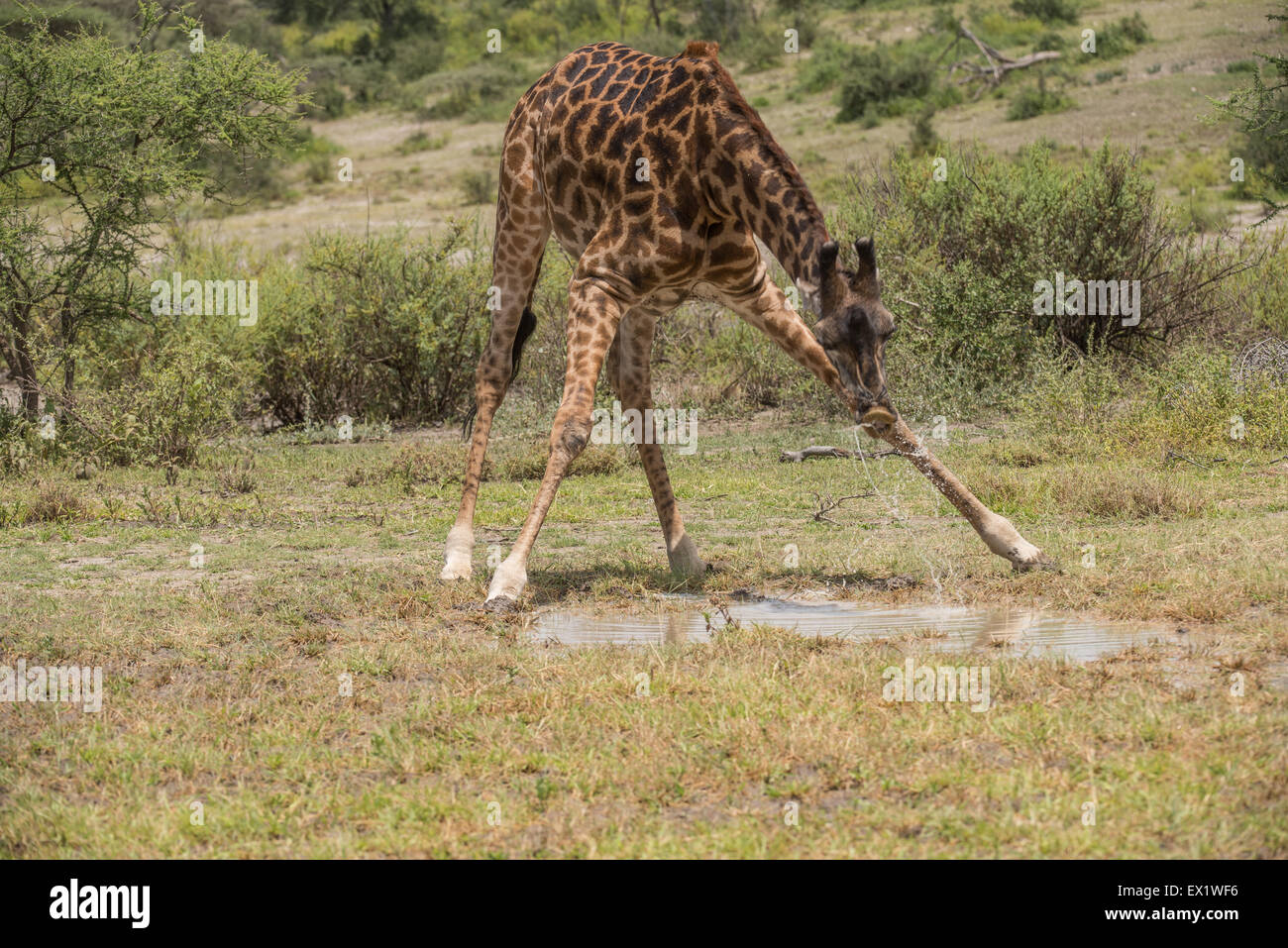Masai giraffe drinking water, Tanzania. Stock Photo