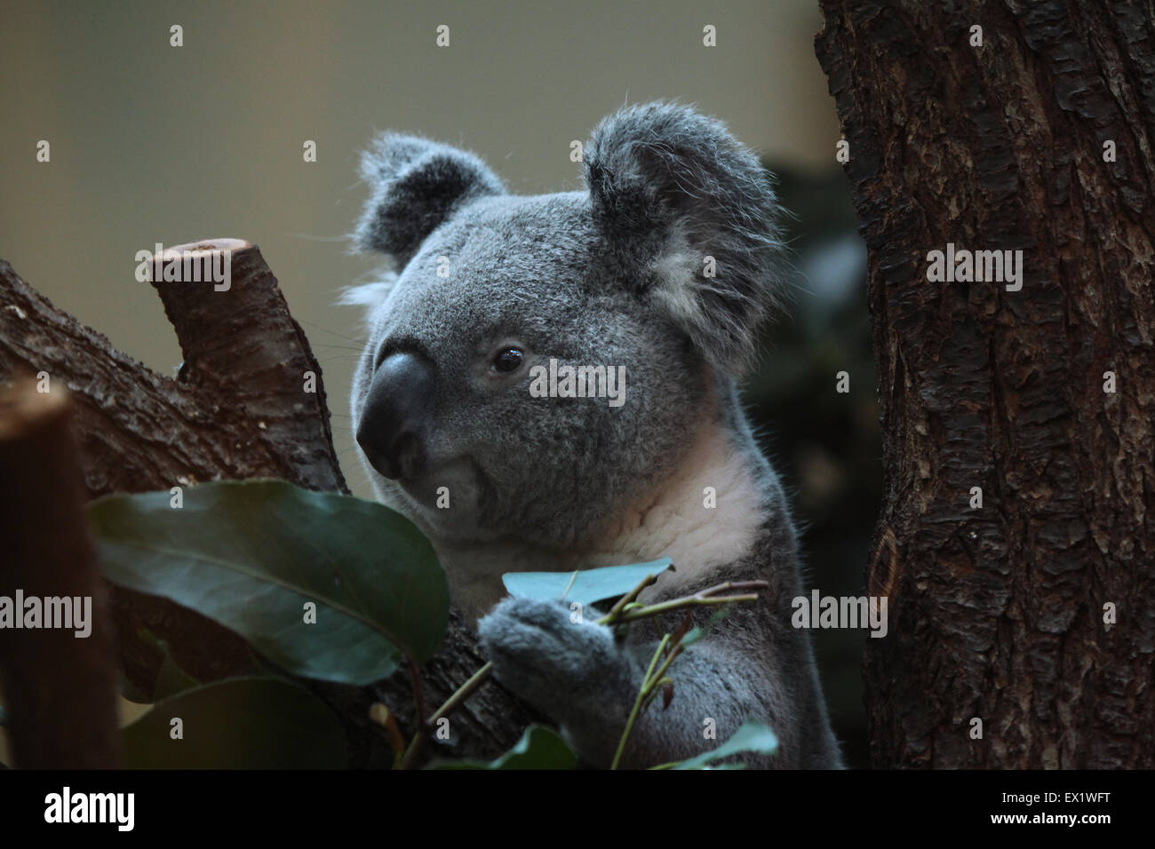 Koala (Phascolarctos cinereus) at Schönbrunn Zoo in Vienna, Austria. Stock Photo