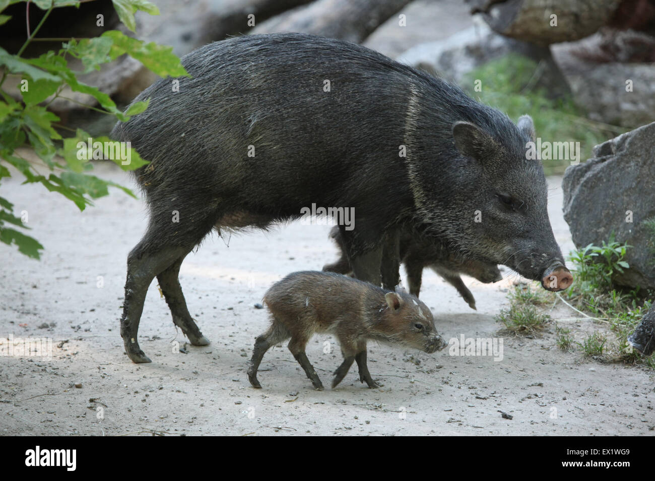 Collared peccary (Pecari tajacu) with its baby at Schönbrunn Zoo in Vienna, Austria. Stock Photo