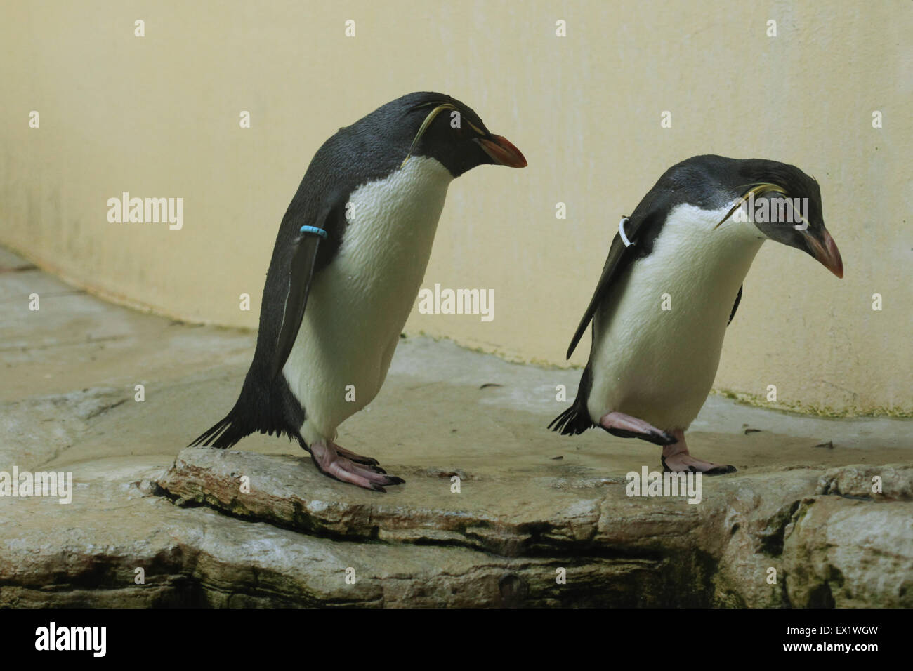 Northern rockhopper penguin (Eudyptes moseleyi) at Schönbrunn Zoo in Vienna, Austria. Stock Photo
