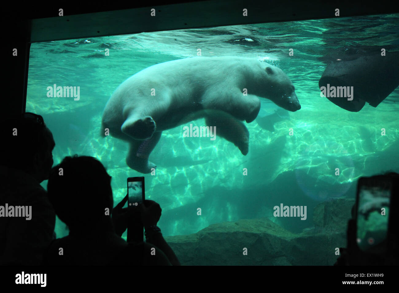Visitors look as a polar bear (Ursus maritimus) swimming underwater at Schönbrunn Zoo in Vienna, Austria. Stock Photo