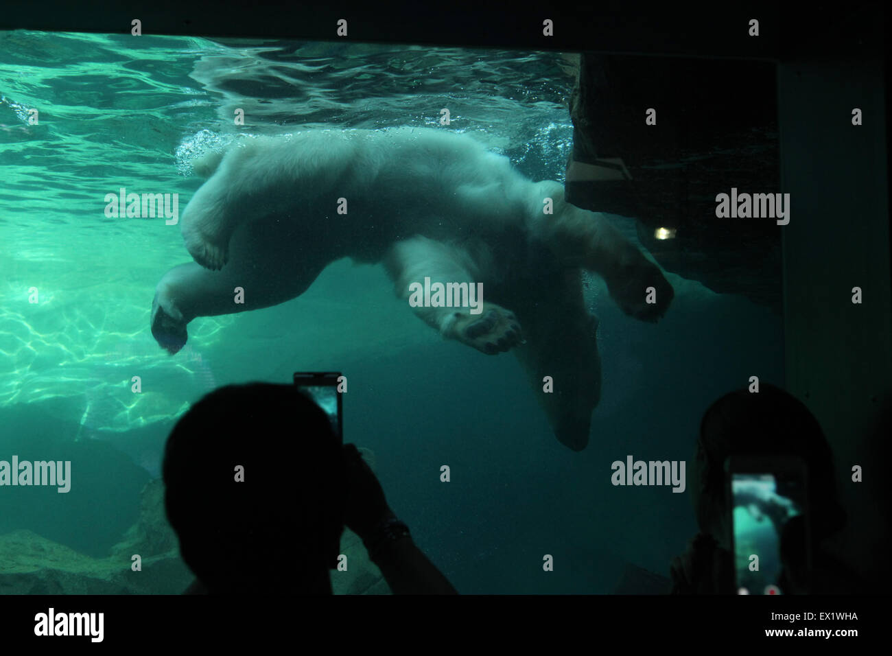 Visitors look as a polar bear (Ursus maritimus) swimming underwater at Schönbrunn Zoo in Vienna, Austria. Stock Photo