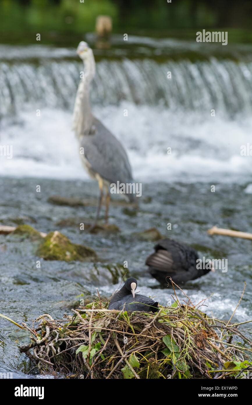 Coot - Fulica atra, adult bird on nest with second adult displaying defence posture to Grey Heron, River Wye, Derbyshire, Englan Stock Photo
