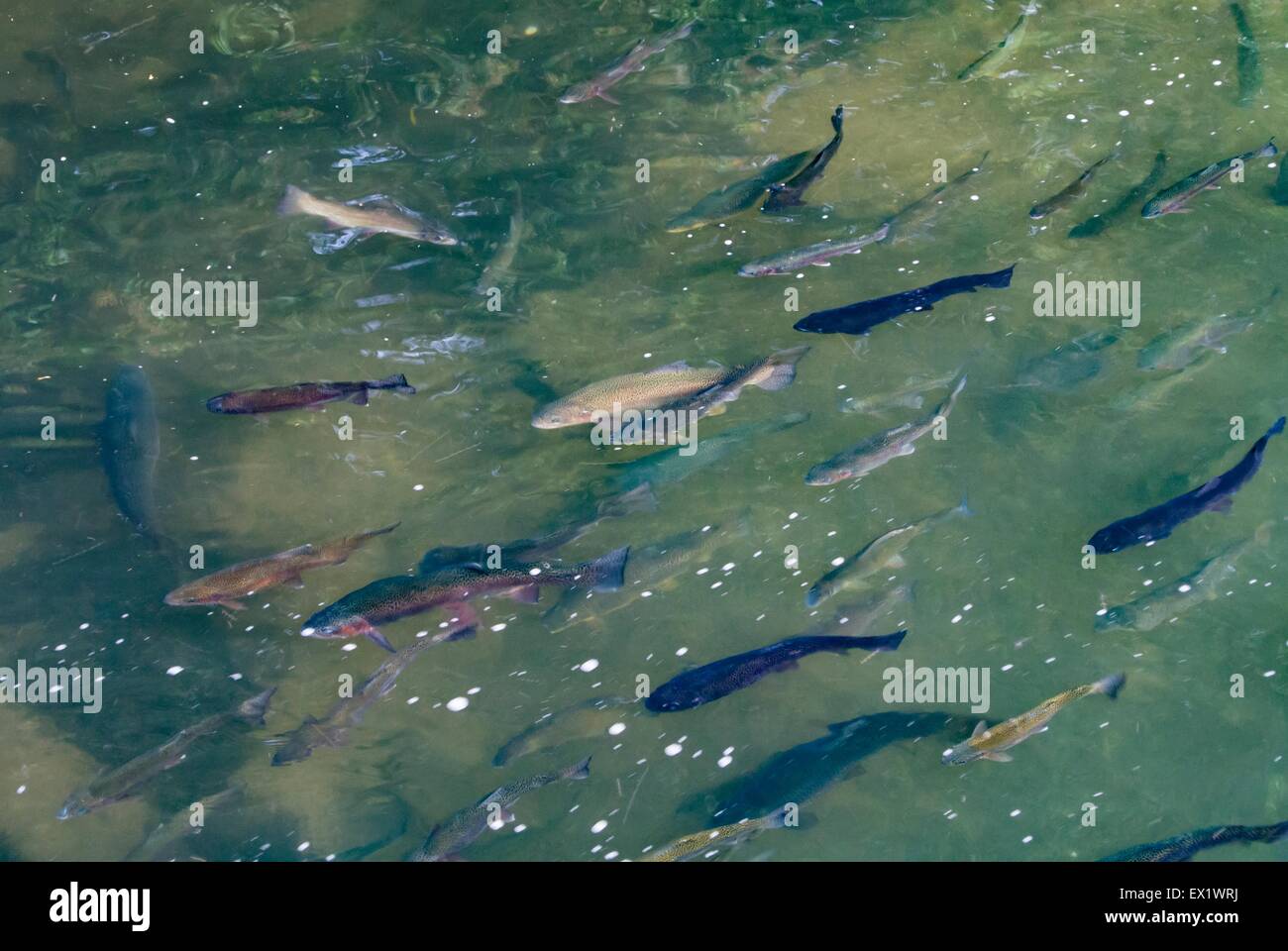 Rainbow trout shoal in freshwater Stock Photo