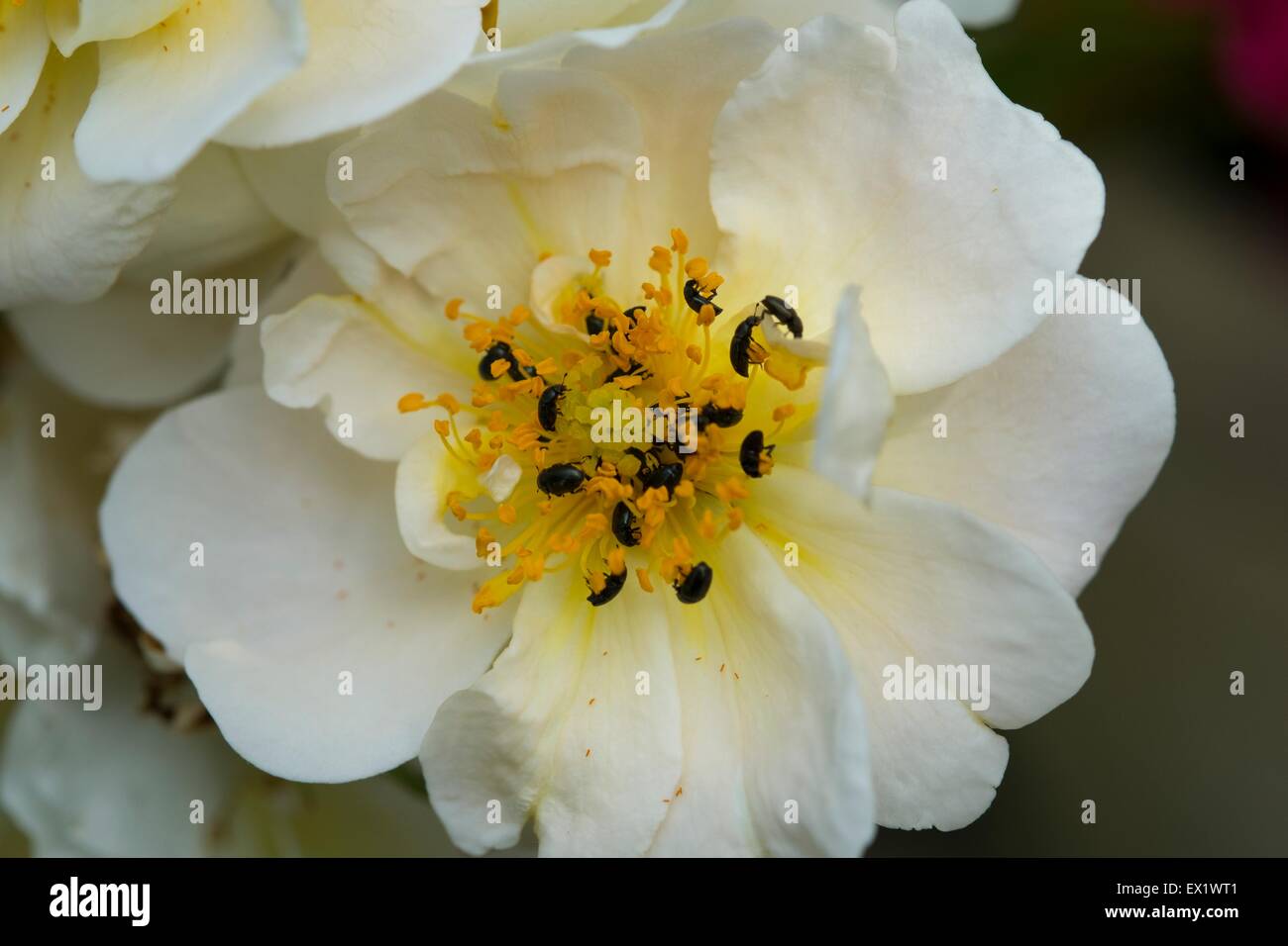 Rambling rose Pollen beetles Meligethes species Stock Photo