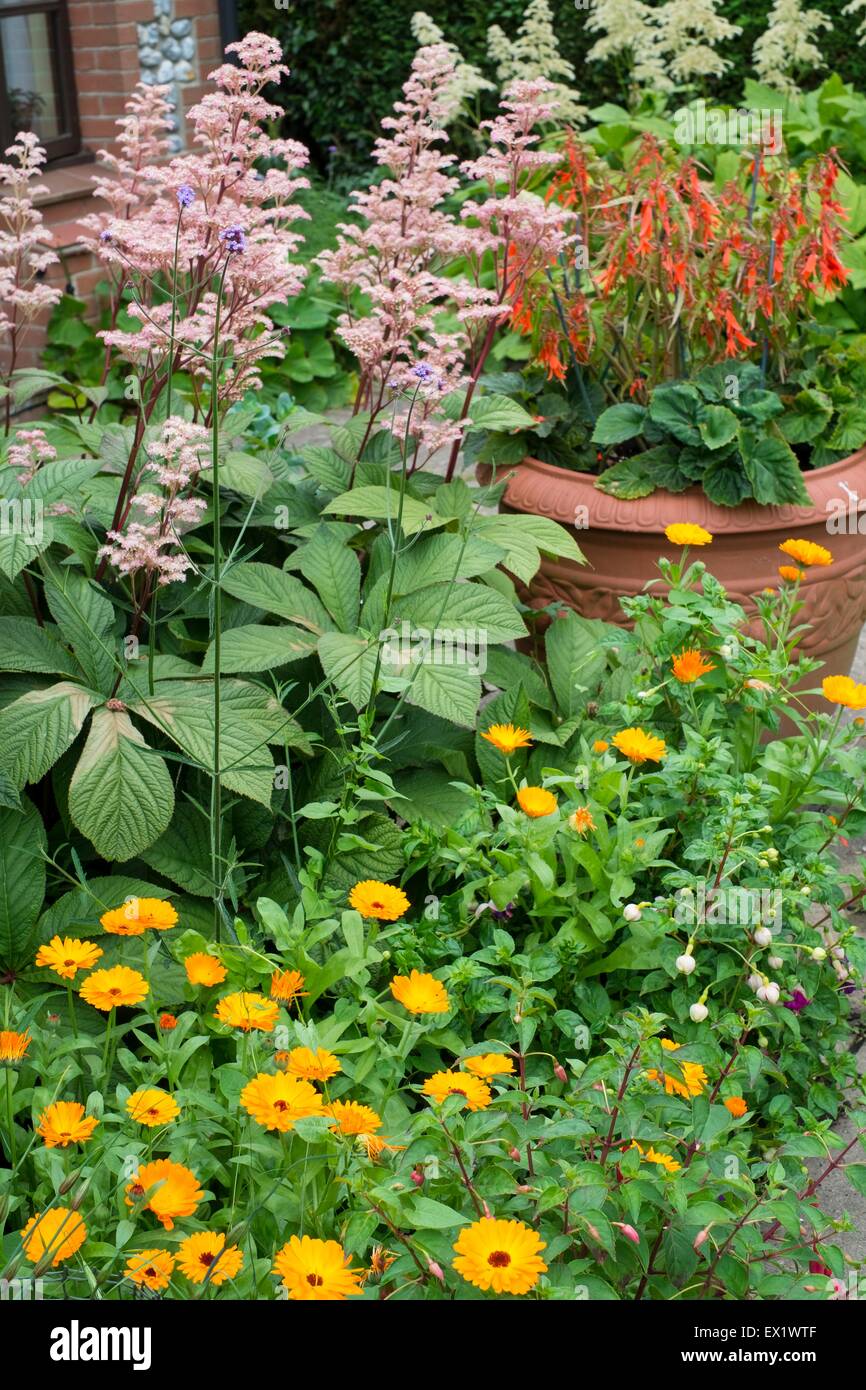 Garden border with Calendula officinalis - Pot Marigold, Rodgersia and planter with Begonia 'Firecracker'. Stock Photo
