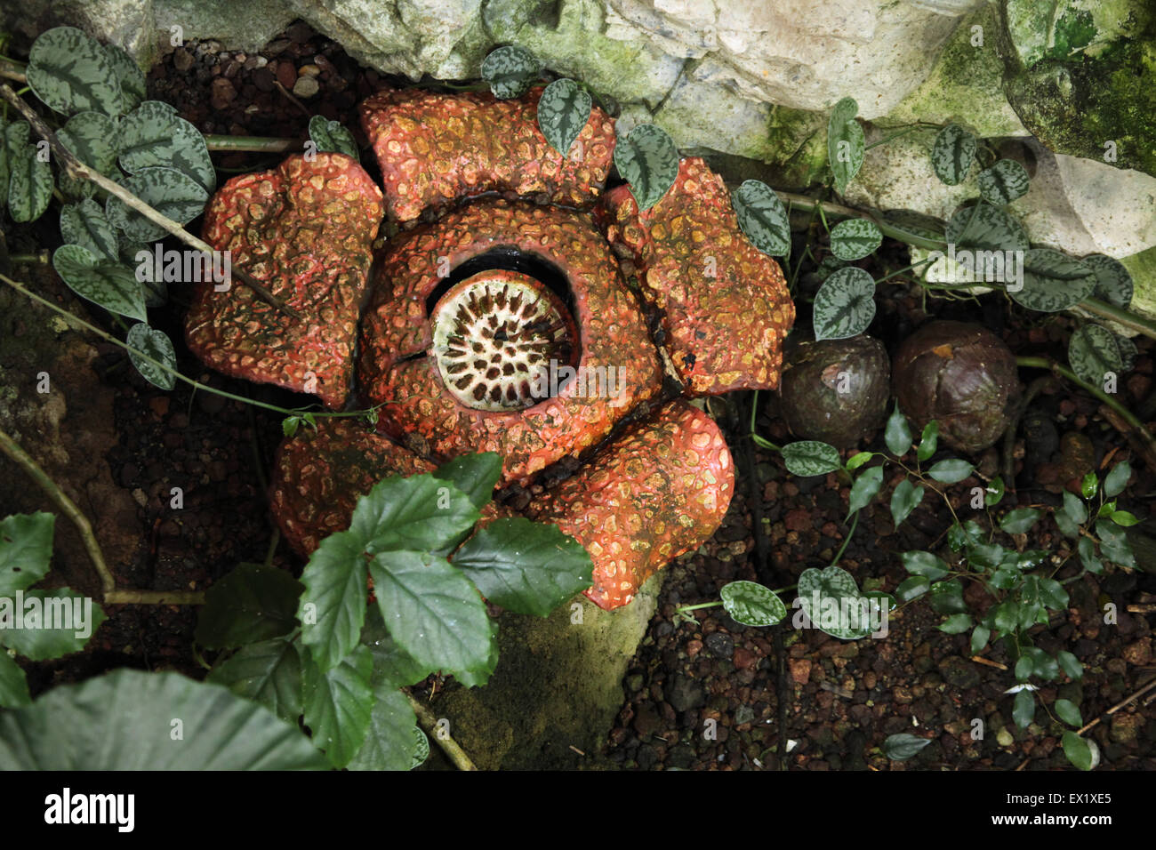 Rafflesia. The biggest flower in the world with rotting meat smell at Schönbrunn Zoo in Vienna, Austria. Stock Photo