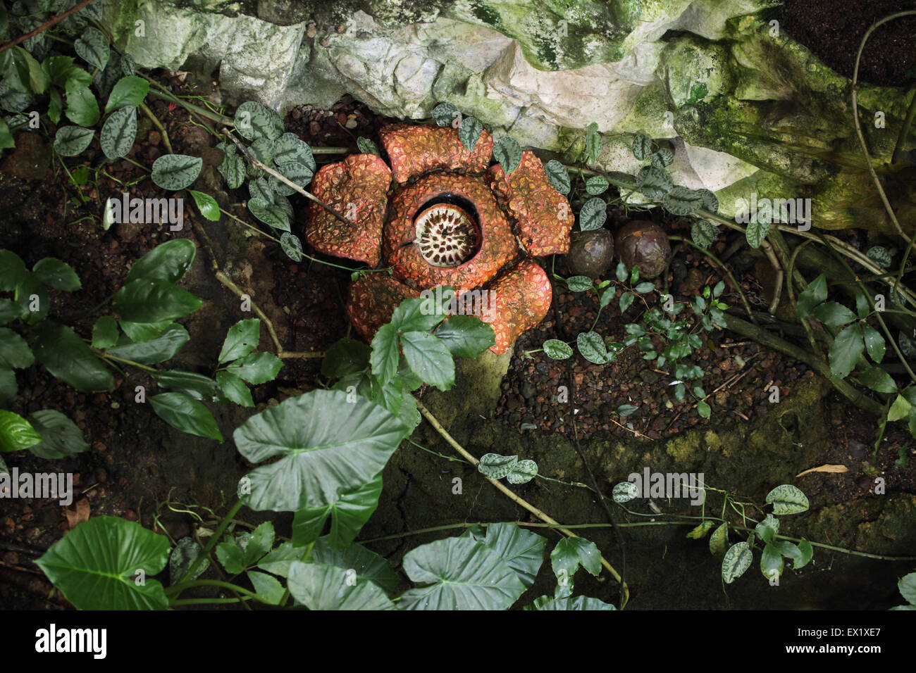 Rafflesia. The biggest flower in the world with rotting meat smell at