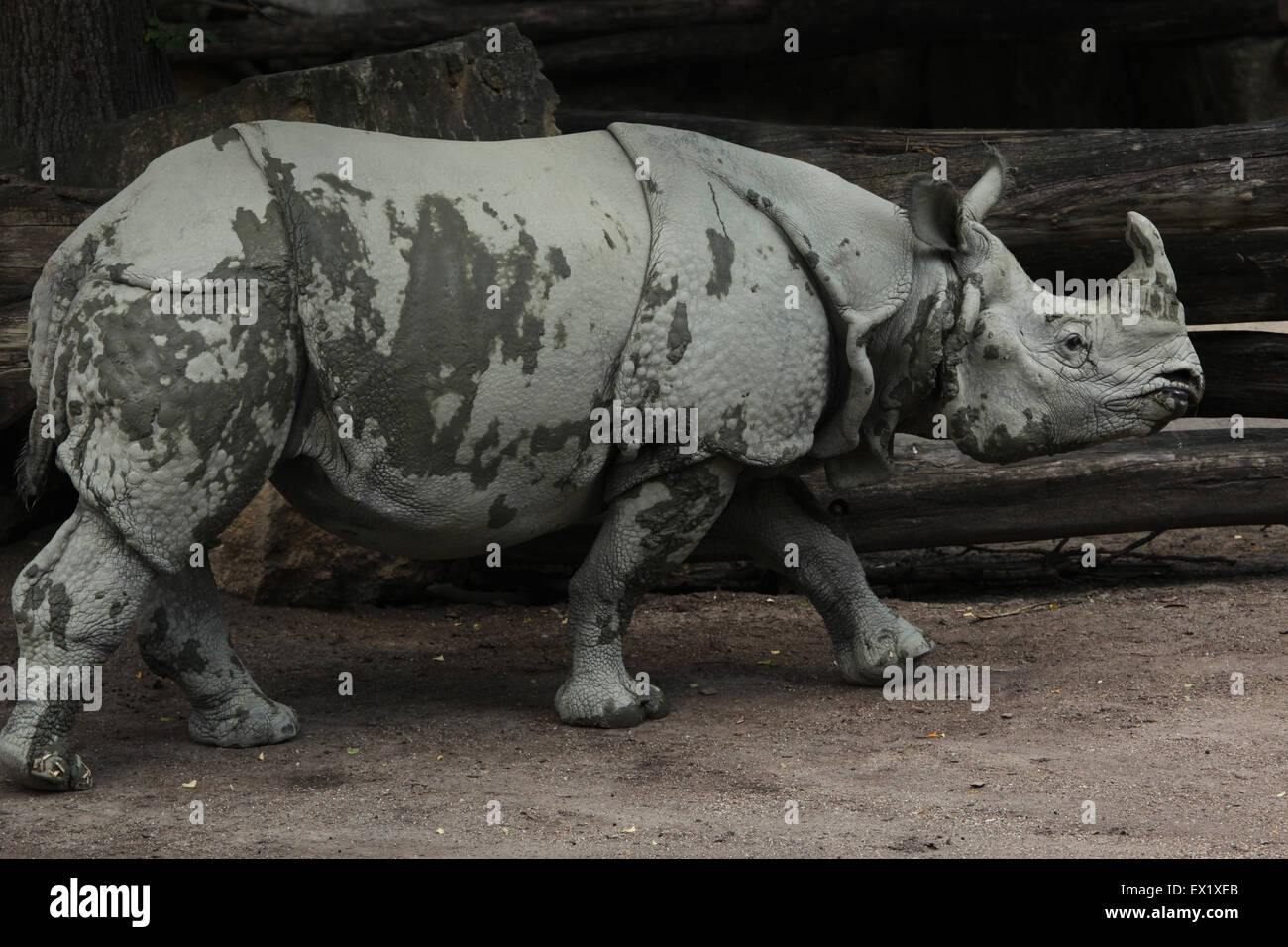 Indian rhinoceros (Rhinoceros unicornis) at Schönbrunn Zoo in Vienna, Austria. Stock Photo