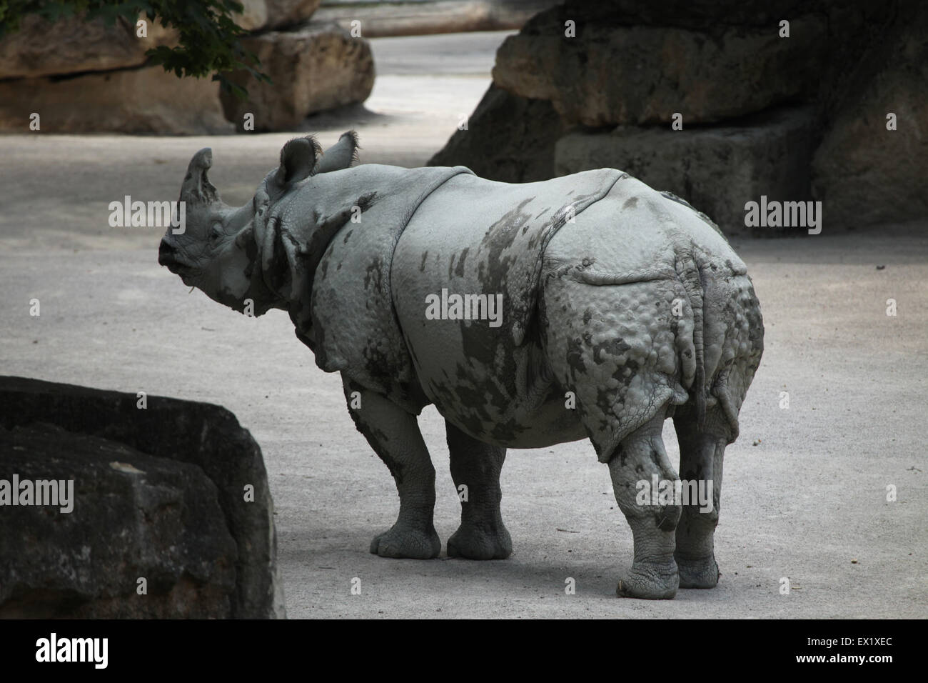 Indian rhinoceros (Rhinoceros unicornis) at Schönbrunn Zoo in Vienna, Austria. Stock Photo