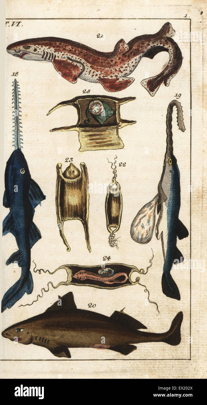 Largetooth sawfish, Pristis pristis 18, young sawfish 19, angular rough shark, Oxynotus centrina 20, small spotted catshark, Scyliorhinus canicula 21, and young dogfish 22-24. Handcolored copperplate engraving from Gottlieb Tobias Wilhelm's Encyclopedia of Natural History: Fish, Augsburg, 1804. Wilhelm (1758-1811) was a Bavarian clergyman and naturalist known as the German Buffon. Stock Photo