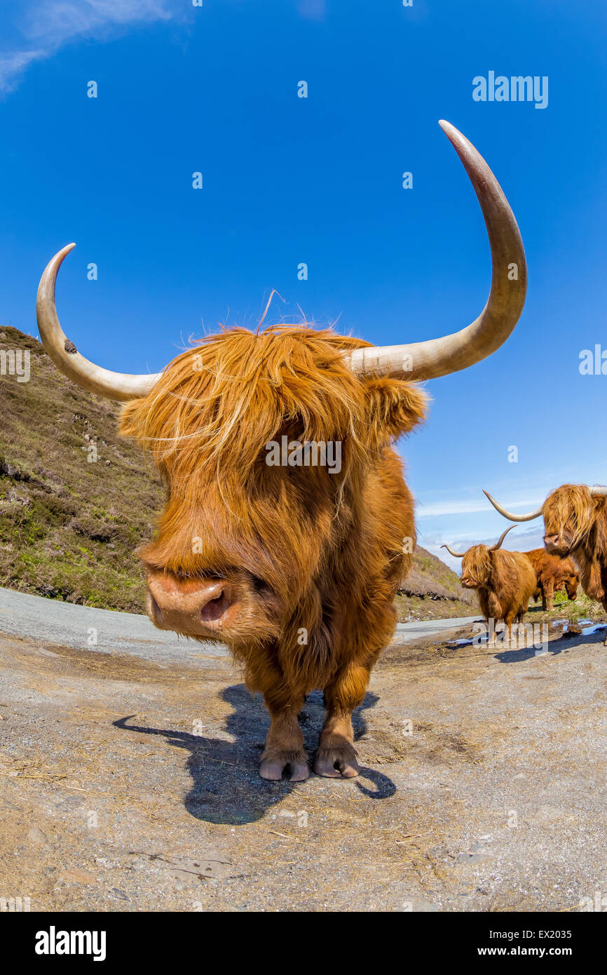 Closeup of a fun Highland Red Cow in a Scottish countryside. Elgol in Skye Island, Scotland, Europe. Stock Photo